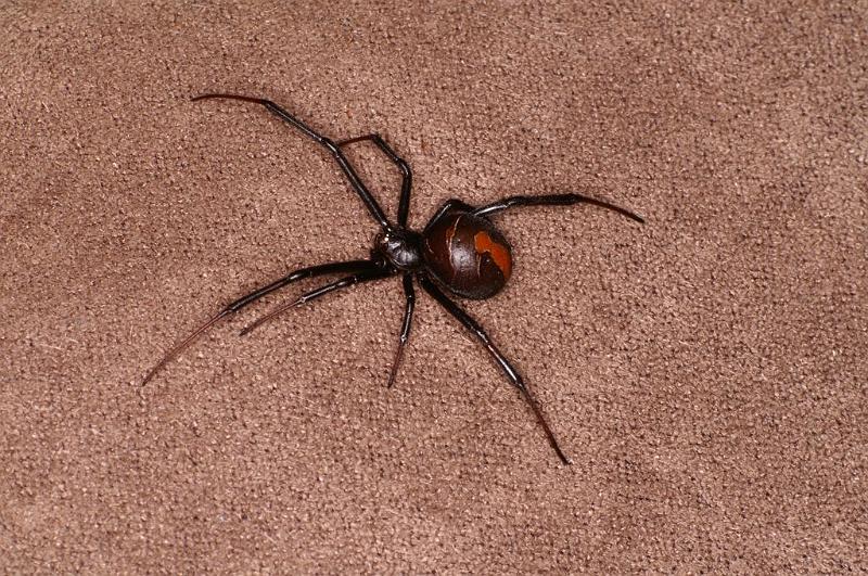 Latrodectus_hasselti_D7218_Z_89_Alexandra hills Brisbane_Australie.jpg